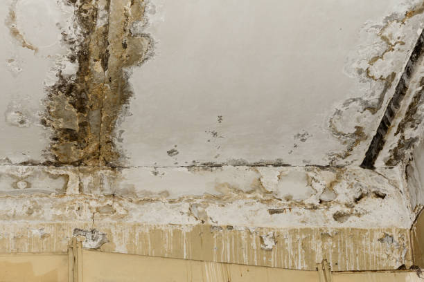 Professional Mold Removal in Taylorsville, UT