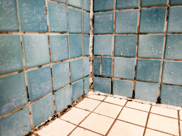 Best Air Quality Testing for Mold Spores  in Taylorsville, UT